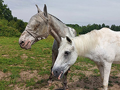 Romo et Tanqueur