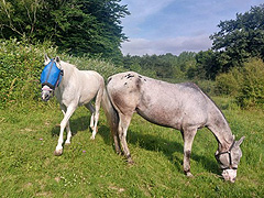 Romo et Tanqueur