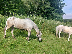 Romo et Tanqueur