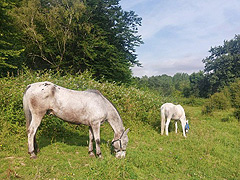 Romo et Tanqueur