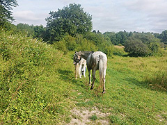 Romo et Tanqueur